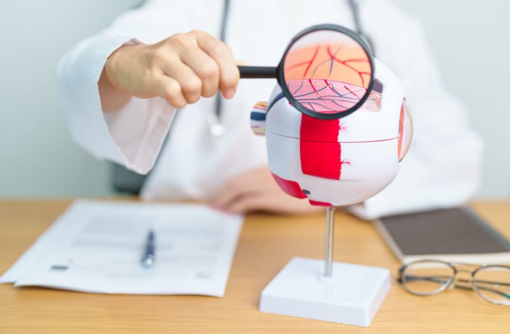 A doctor examines a model of the eye with a magnifying glass, showing the retina where macular degeneration occurs.